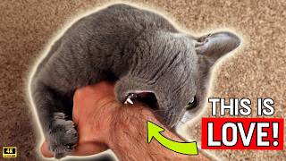 6 Things Your CAT Only Does When They TRULY LOVE You Information