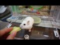 野菜を持ち去るハムスター Hamster takes away vegetables