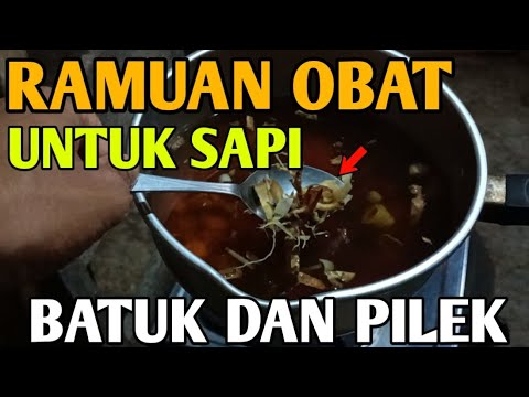 Obat Masuk Angin Sapi