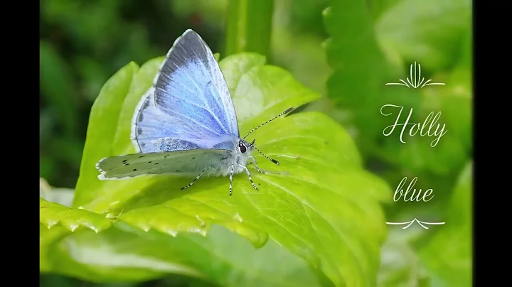 Beautiful butterflies, 2022