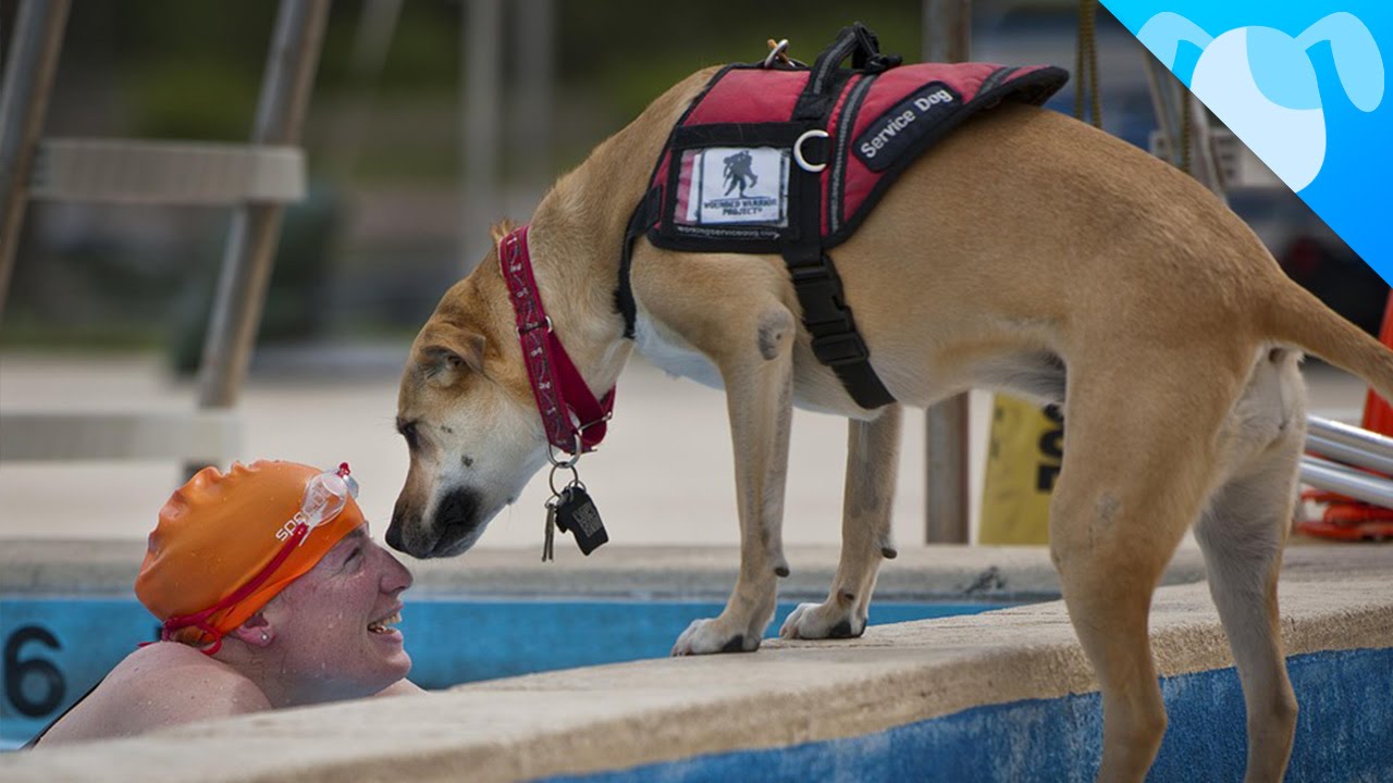 best service dog