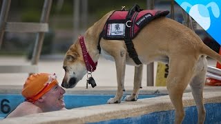 The Ultimate Service Dogs! by Best Breed Ever 55,379 views 8 years ago 1 minute, 55 seconds
