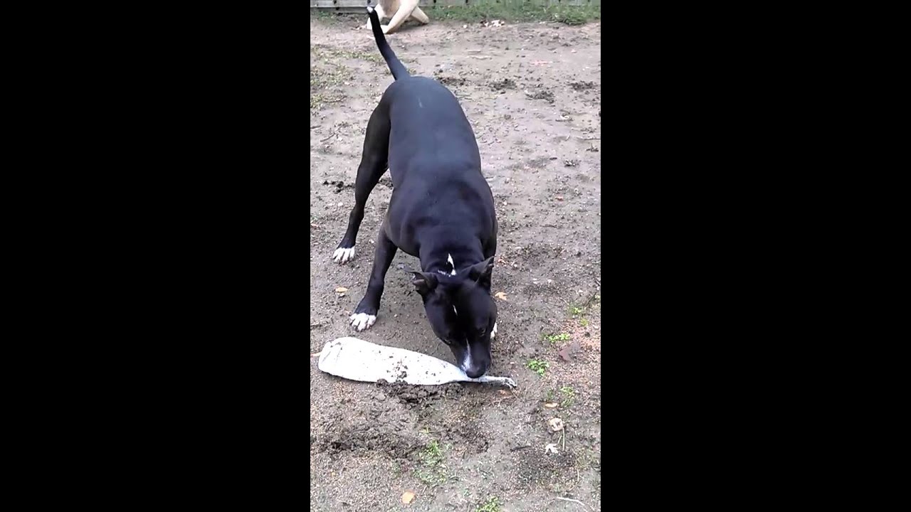 Pitbull attacks a bat YouTube