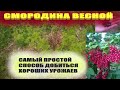 Уход за смородиной.Чем подкормить смородину весной для хорошего урожая