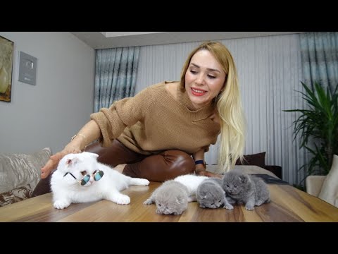 Video: Komik isimler ile 11 kedi doğurmak