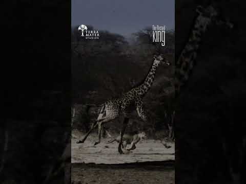 Epic Chase Between Lions and Giraffe!