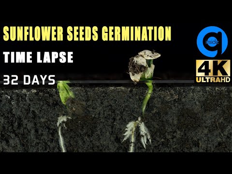 Sunflower Seeds Germination u0026 Growth Time lapse - Soil cross section - Growing Plant