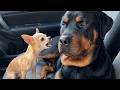 Funny Puppies Are Raised By A Big Dog Funniest DOGS Video 2026 Ever