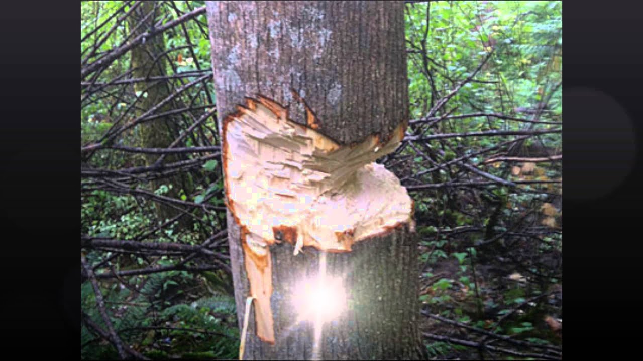 Hatchet by Gary Paulson - YouTube