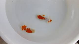 DSCF6011