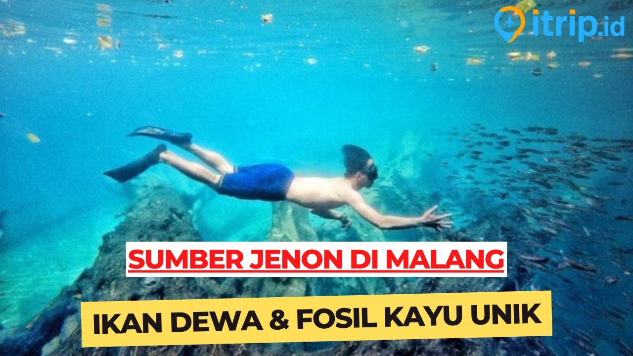 Sumber Jenon, Pemandian Alami Unik di Malang dengan Fosil Kayu & Ikan Dewa
