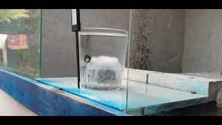 Download Lagu S (75) MUSTIKA BELUT PUTIH, LOLOS TEMBAK 1x TDK ROBOH DI BCG, MILIK ABA NA'AM PETAPAN TENGAH BKL.  MP3