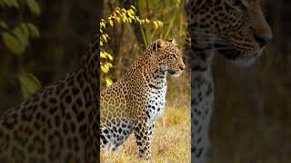 Just When The Leopard Thought He Could Rest.