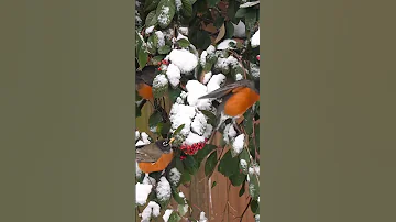 A Winter Surprise ❄️🍂 ✨#nature #peaceful #inspiration #birds #birdwatching #snow #magic #robin