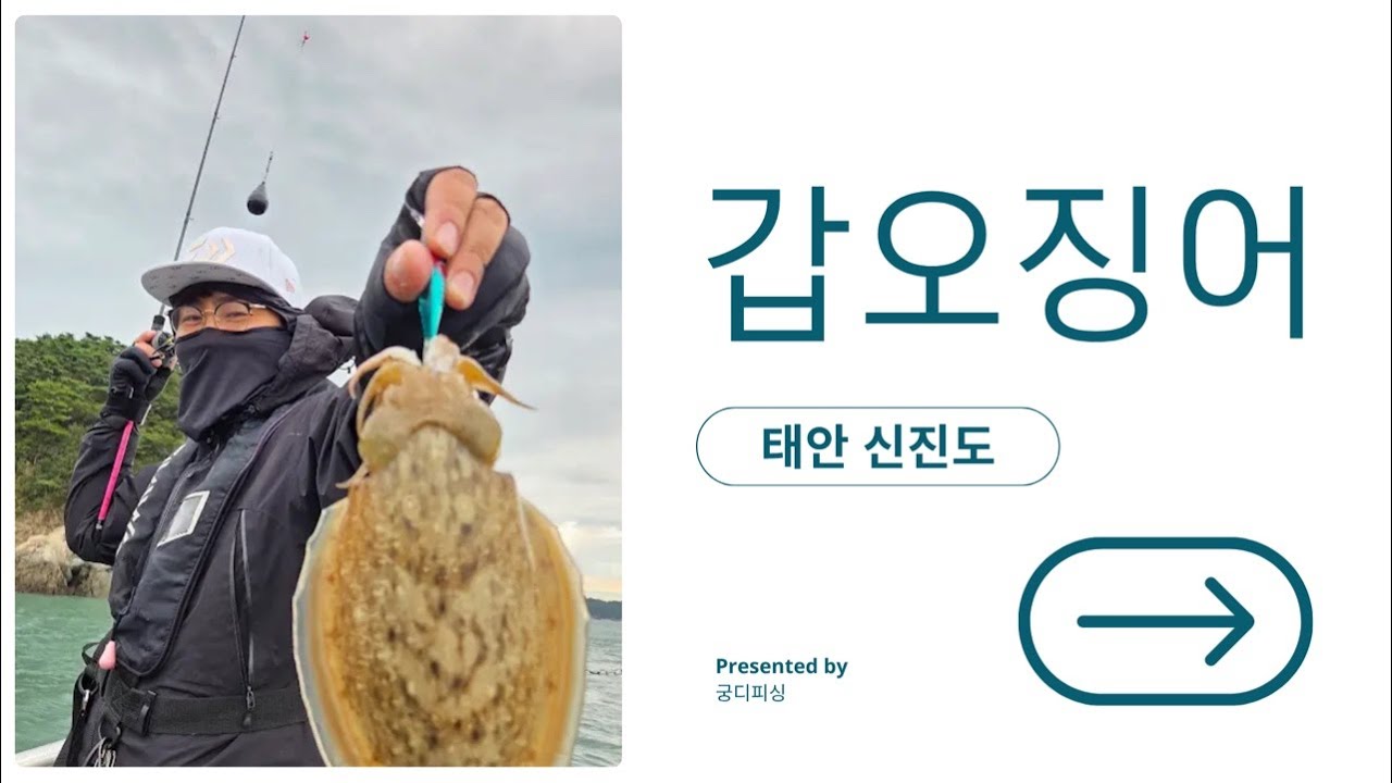 안녕하세요.신진도에 계신 갑오징어 행님들~