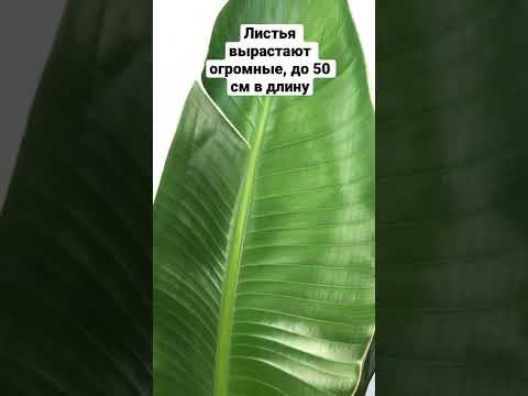 Video: Fenkoli on hämmästyttävä kasvi