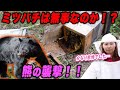 ニホンミツバチの巣箱を熊が襲撃!?週末養蜂のクマ対策を紹介!