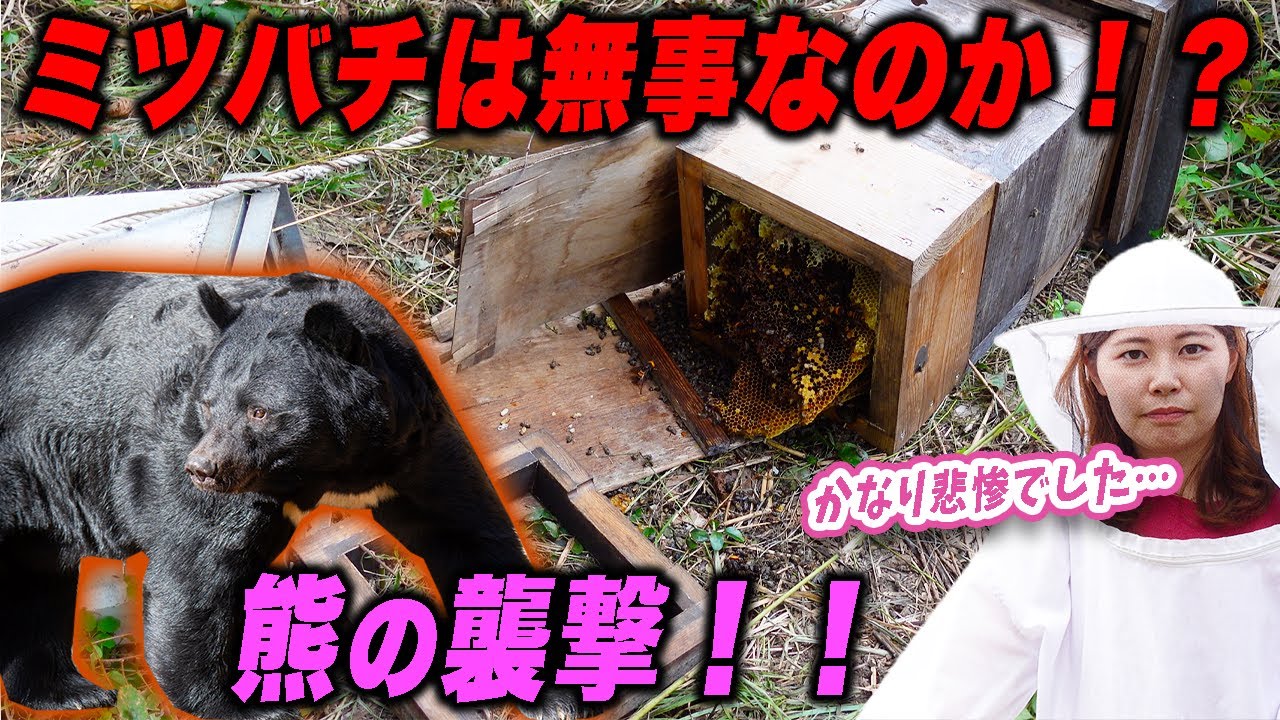 A bear attacked my beehive of Japanese honeybees - YouTube
