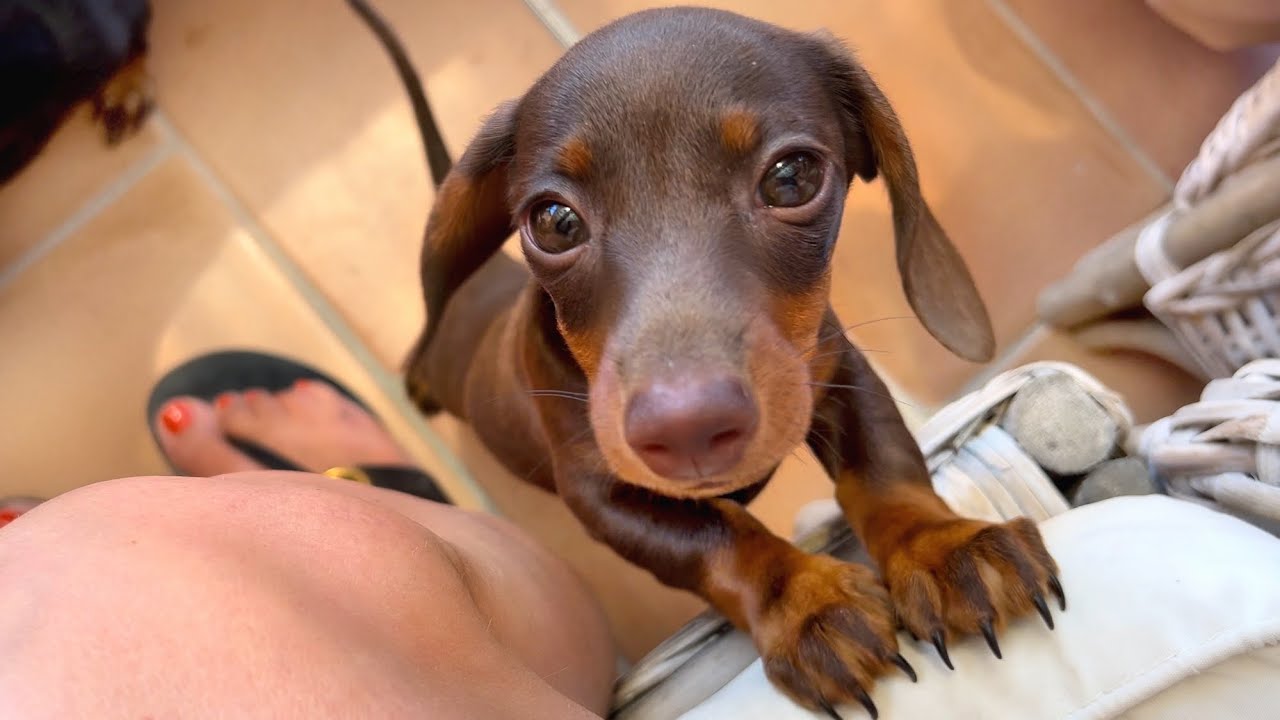 On holiday with a Mini Dachshund puppy- To Cannes. - YouTube