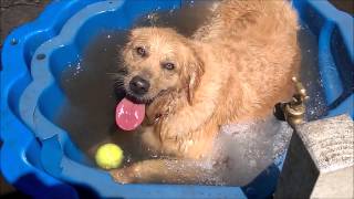How to Play in the Bath - if you are a dog by Finchesca 5,259 views 9 years ago 1 minute, 25 seconds