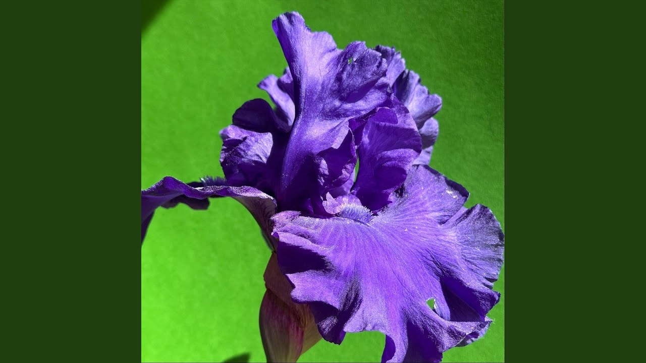Смотреть «Iris!» на YouTube Смотреть «Iris!» на YouTube