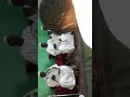 شهاب مكي و فكي علي و هيثم عسف النسام ريحو جاني عصري زواج اخونا الشافعي عبد الرحمن شيخ ادريس 