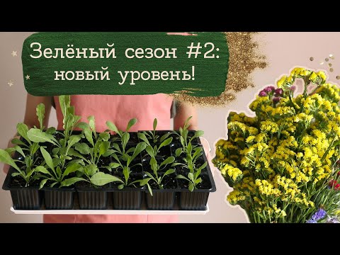 Зелёный сезон #2 - Статица и Васильки | Masherisha