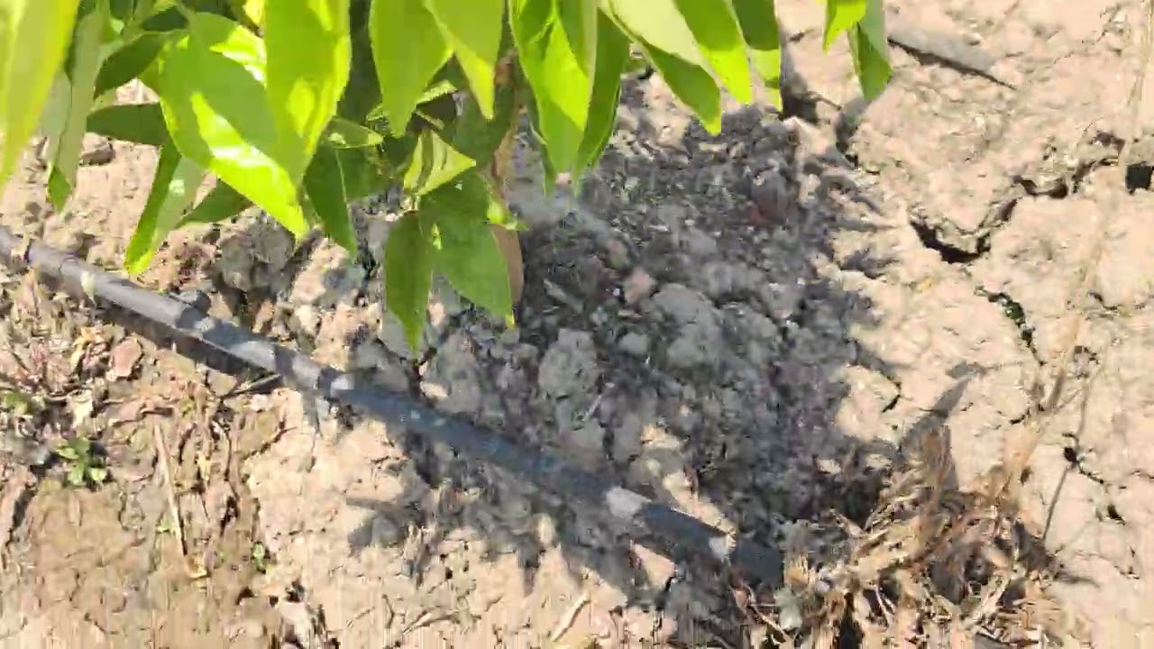 رنامج تسريع النمو عمر ستة اشهر  ( شتلات اورنتينا _اوروغروندي🌳🌿🍊) ولاية البليدة بلدية موزاية