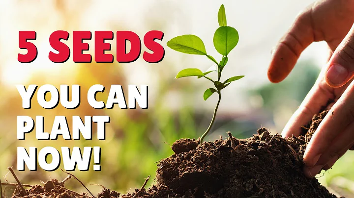 5 Seeds You Can Plant Right Now!