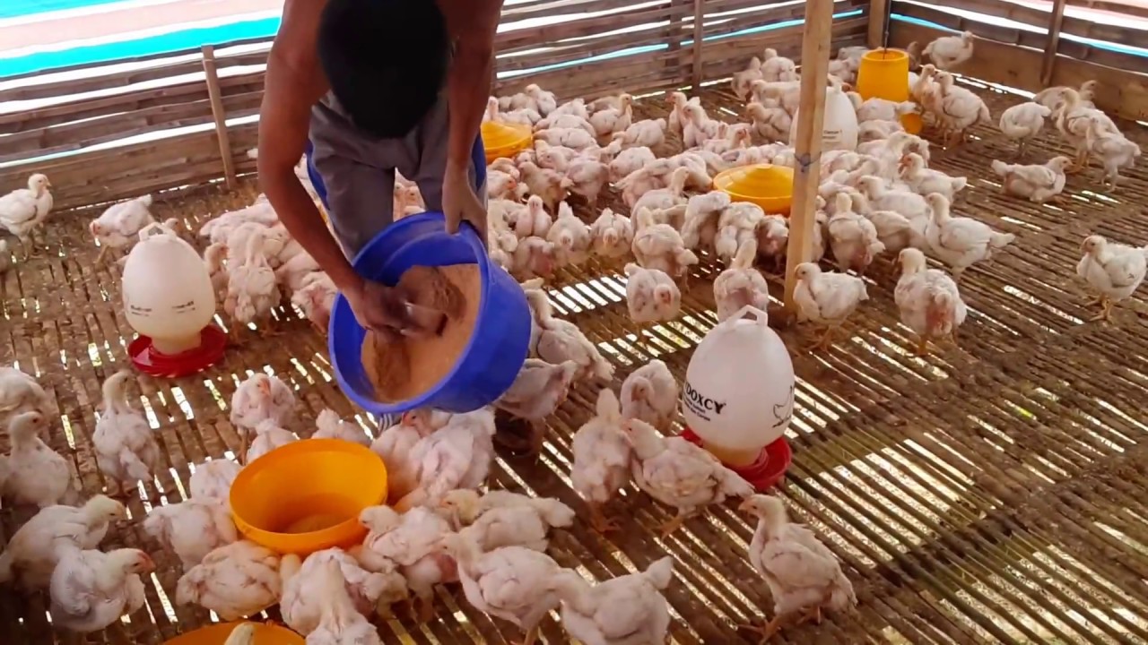 Peternak ayam untuk pemula 