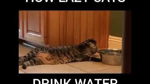 How Lazy Cats Drink Water