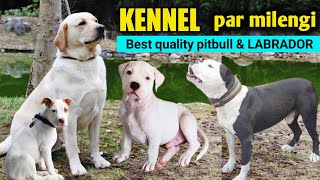 Ultimate pitbull puppies | Near heat Raja line LABRADOR | American pitbull dog