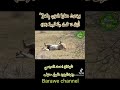 و ج اء ت س ك ر ة ال م و ت ب ال ح ق ذ ل ك م ا ك نت م ن ه ت ح يد 19