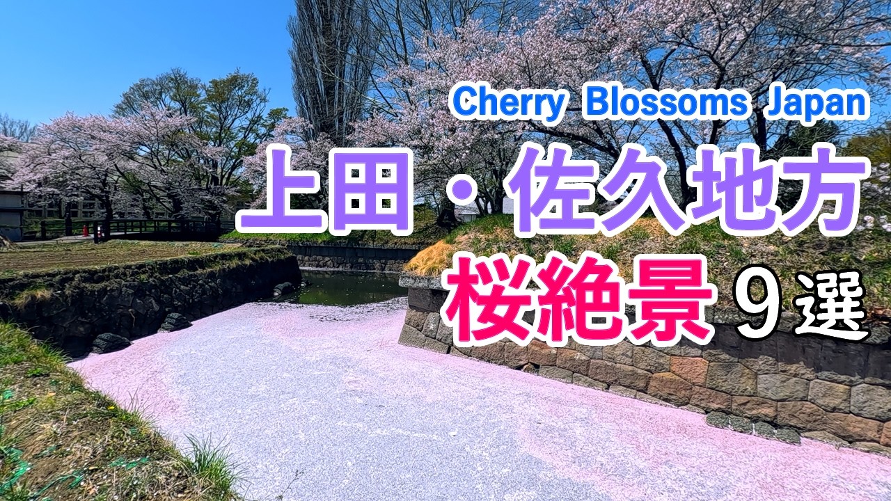 【信州の桜】上田・佐久地方の桜絶景ベスト9選！ / 上田城・龍岡城・小諸城址懐古園など / Top 9 Sakura Views at Ueda and Saku Areas, Japan