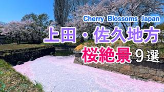 【信州の桜】上田・佐久地方の桜絶景ベスト9選！ / 上田城・龍岡城・小諸城址懐古園など /  Top 9 Sakura Views at Ueda and Saku  Areas, Japan