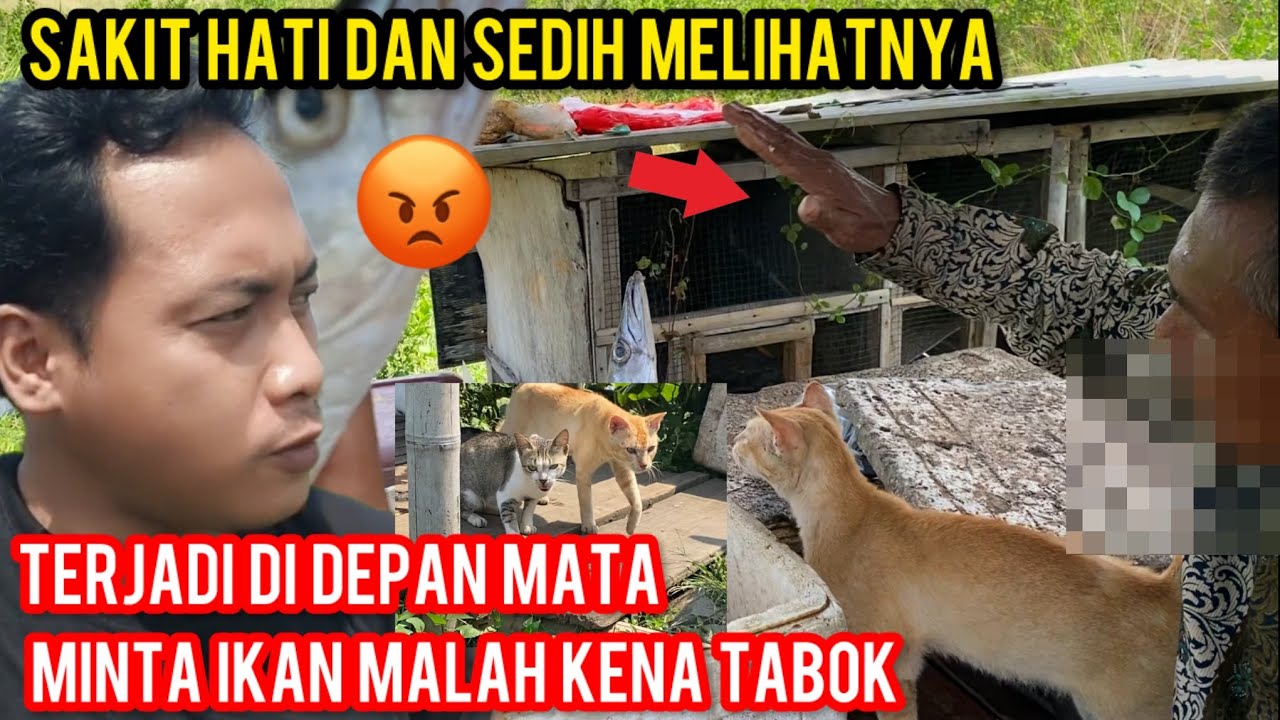 Astagfirullah Kucing minta Sedikit Ikan Malah Kena Di Tabokk 😭