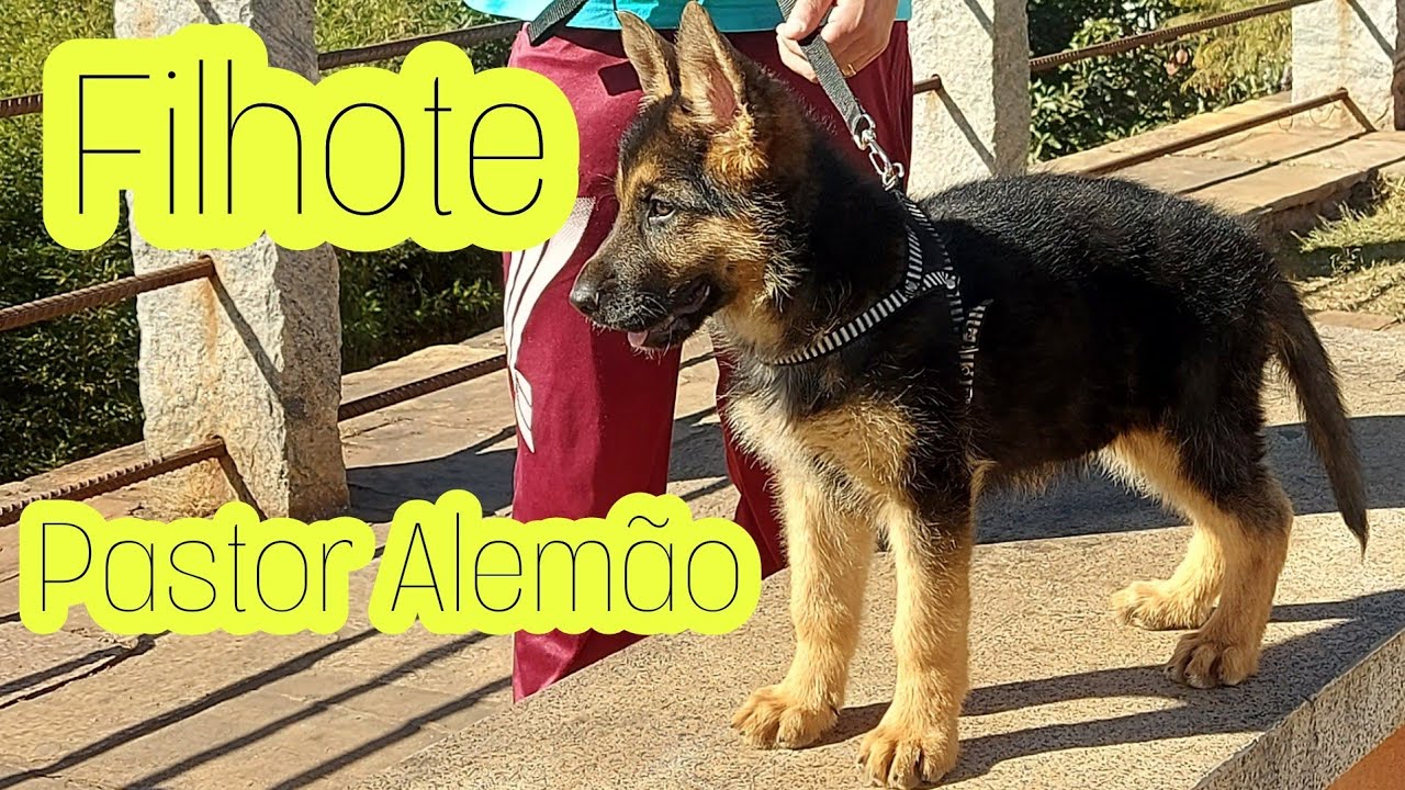 Pastor Alemão 4 mês de idade, alguns cuidados durante o passeio e Enriquecimento Ambiental
