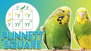 Punnett Square What is it When and How to use it