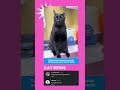 Pesona pria hitam manis #cats #cat #funny #kucinglucu #kucinglucubandung