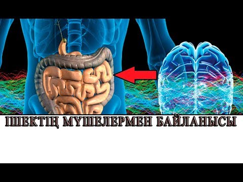 Ішектің ағзамыздың басқа мүшелерімен байланысы