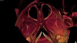 Cornell Imaging-- A 3D Virtual Tarantula (with teeth)