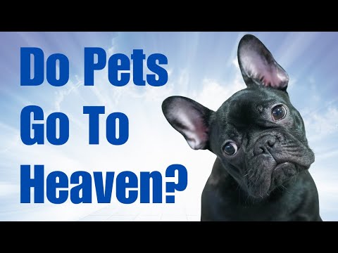 Hope in the Scripture for Pets in Heaven!