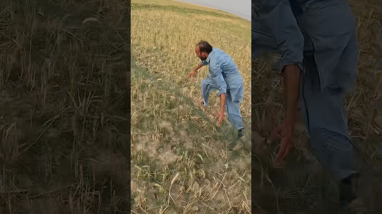 Gsp gunner point on rain quail 