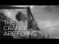 SOVIET MASTERPIECES: The Cranes Are Flying - Летят журавли (1957) - Kalatozov