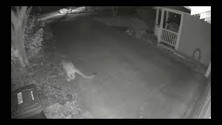 Limping cougar in Ashland, February 2024