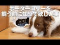 【しつけ・子犬の破壊行動など】ボーダーコリーは賢すぎて大変って本当?【賢さ全犬種No.1】