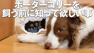 飼う前に知って欲しい事 ボーダーコリーは賢すぎて大変って本当 ワンちゃん共通 子犬の破壊行動など Youtube