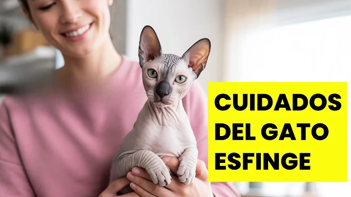 Video 11619071: sphynx cat explore, egyptian cat, cat lovers