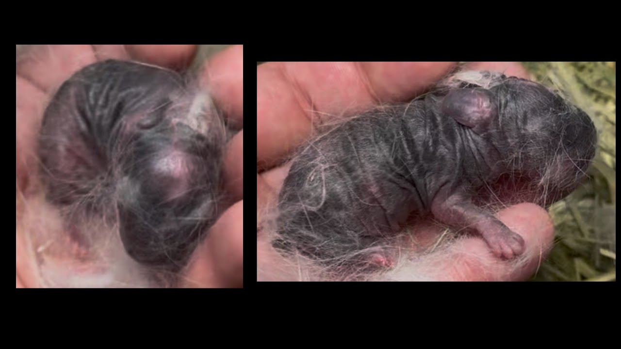 Misty & Sazerac Holland Lop Litter