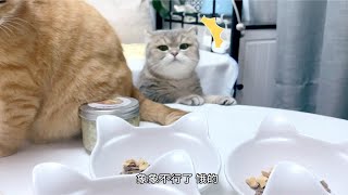 【希密达】014给小猫咪准备肉干